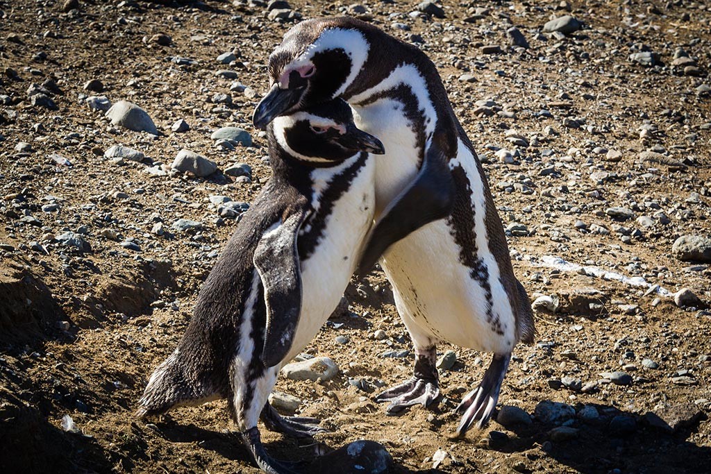 Passeio na Isla Magdalena - Abraço de pinguins!