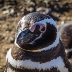 Isla Magdalena - Pinguins - Close 1_D