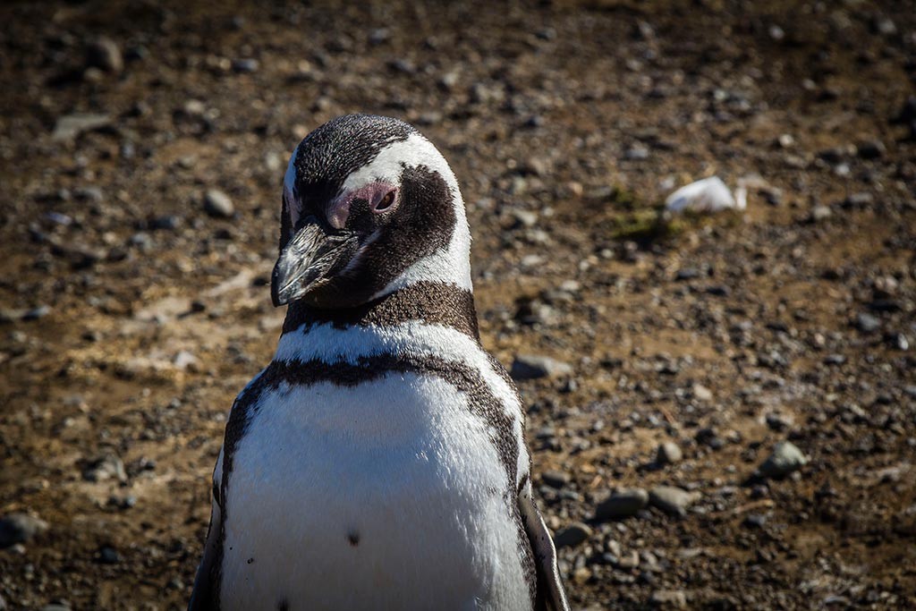 Passeio na Isla Magdalena - Pinguins!