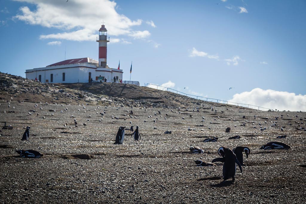 Passeio na Isla Magdalena - Pinguins!