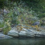 Ushuaia - Parque Nacional Tierra del Fuego - Pato no barranco mágico