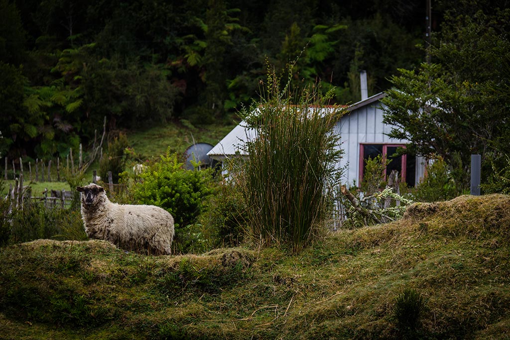 Isla de Chiloé - Parque Nacional Chiloé - Cucao - Ovelha e o verde