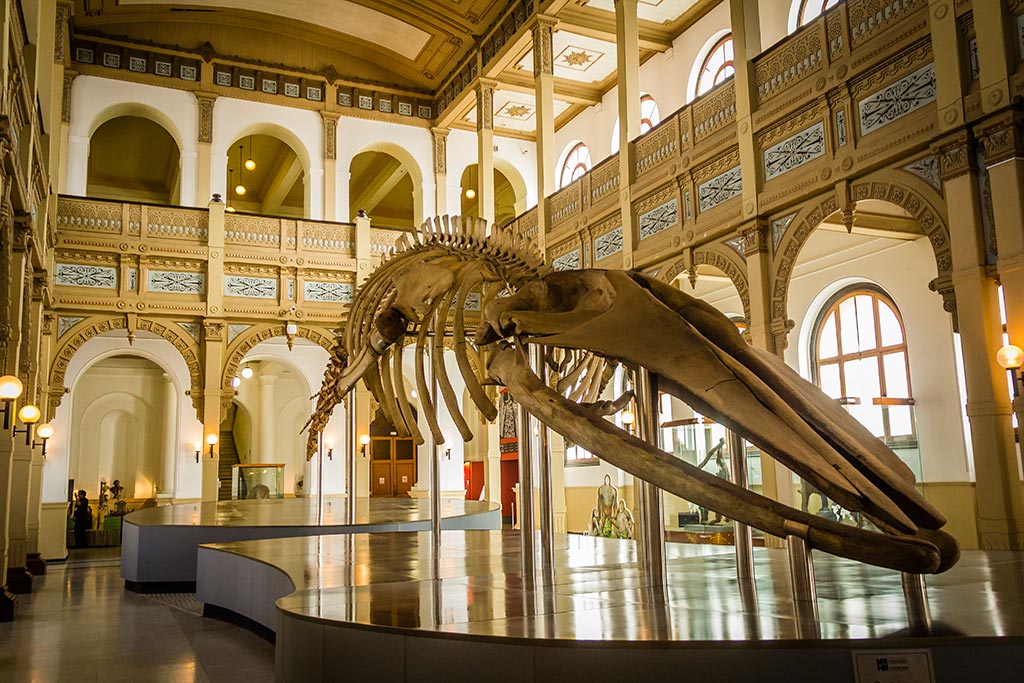 Santiago - Museu Nacional de História Natural 3