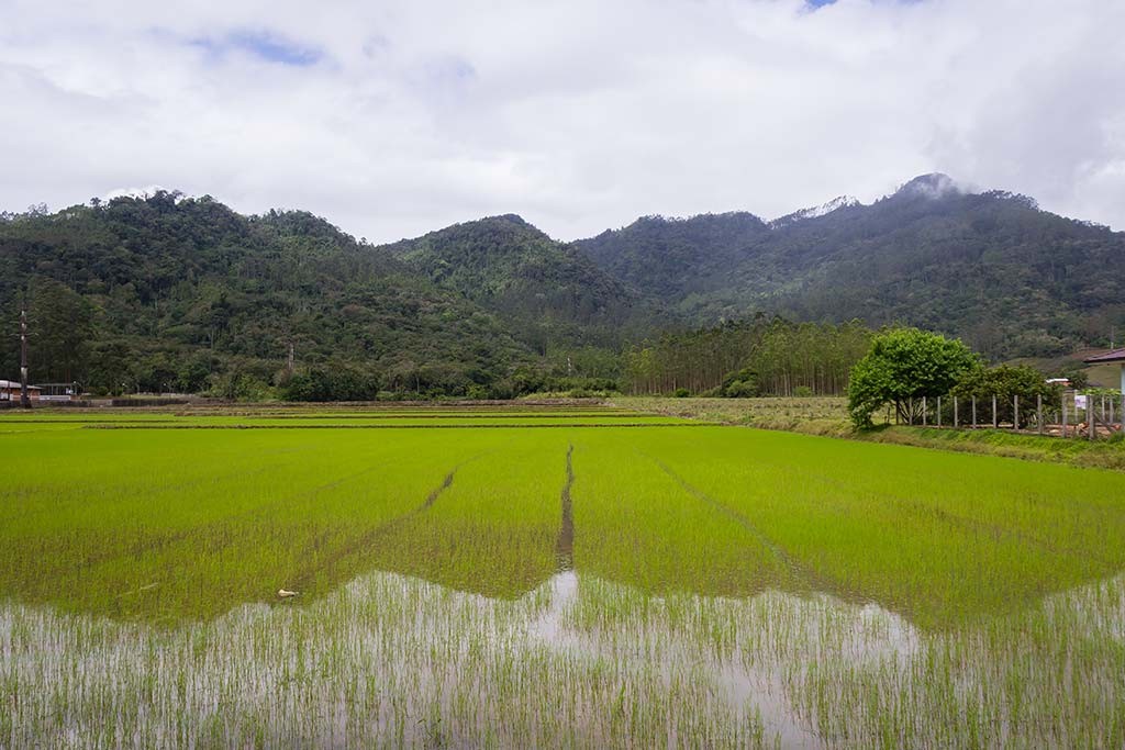 Circuito Vale Europeu - Dia 1 - Jaraguá do Sul - Plantação de arroz