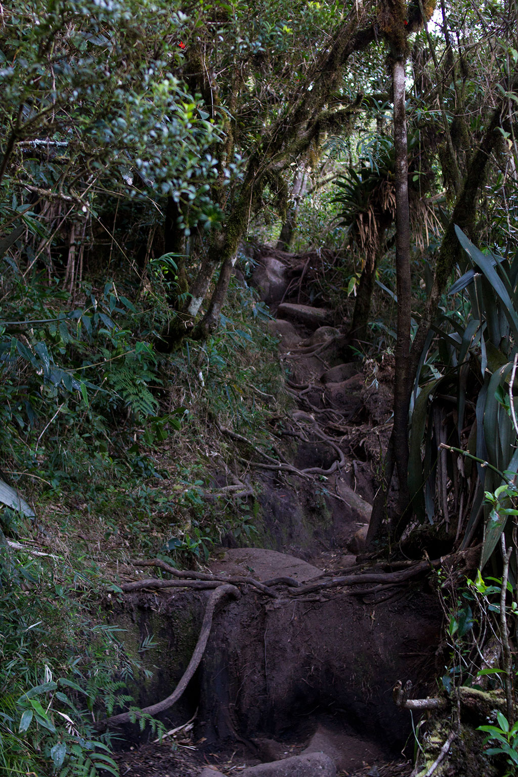 Subida entre raízes - Trilha Pico Paraná