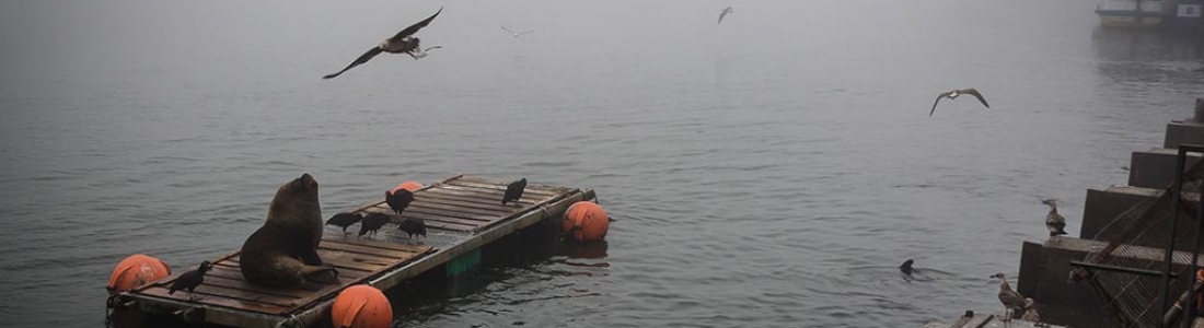 Roteiro em Valdívia: dos lobos marinhos às folhas de outono